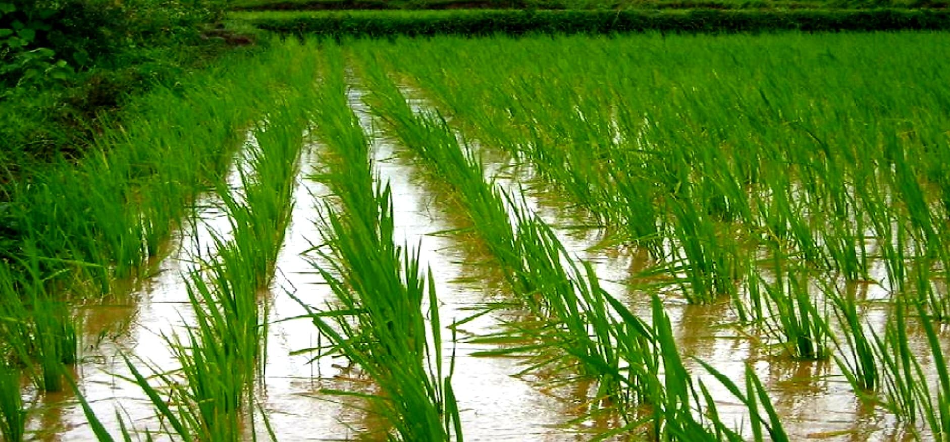 Rice farm 1920a — Irrigation application
